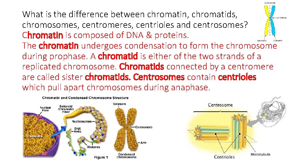 What is the difference between chromatin, chromatids, chromosomes, centromeres, centrioles and centrosomes? Chromatin is
