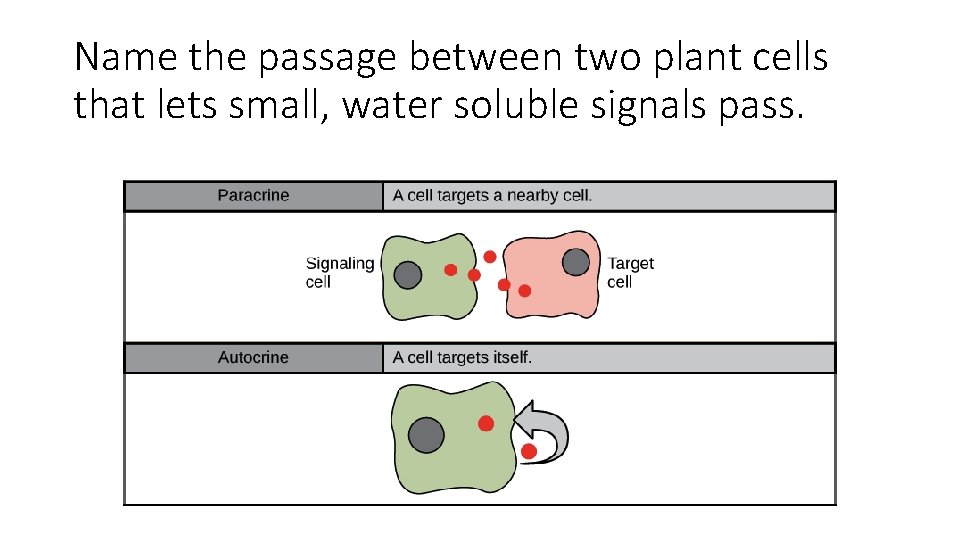 Name the passage between two plant cells that lets small, water soluble signals pass.