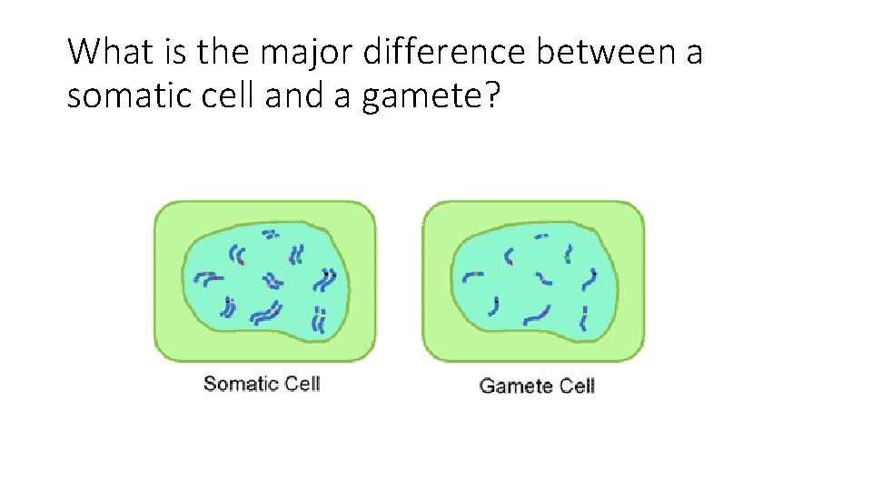 What is the major difference between a somatic cell and a gamete? 