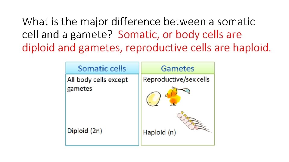 What is the major difference between a somatic cell and a gamete? Somatic, or