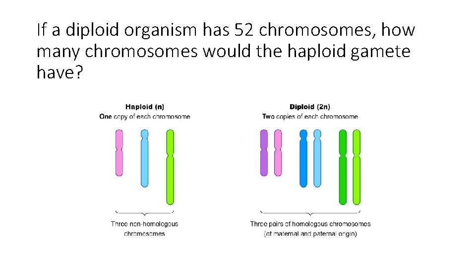 If a diploid organism has 52 chromosomes, how many chromosomes would the haploid gamete