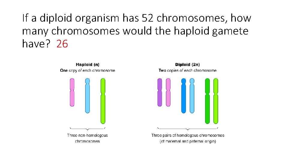 If a diploid organism has 52 chromosomes, how many chromosomes would the haploid gamete