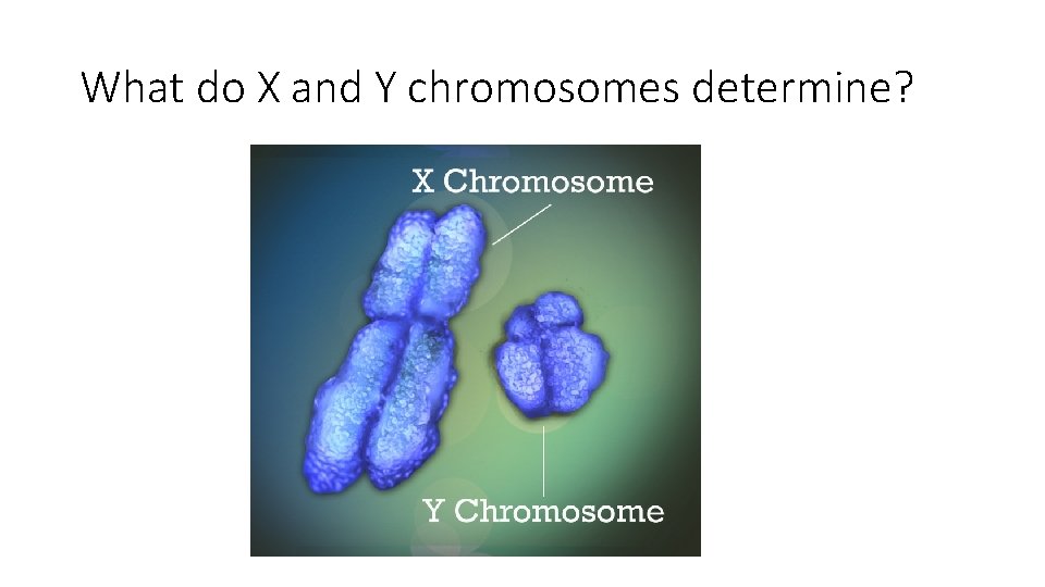 What do X and Y chromosomes determine? 
