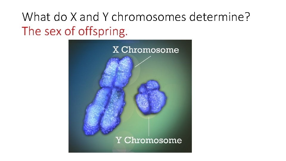 What do X and Y chromosomes determine? The sex of offspring. 