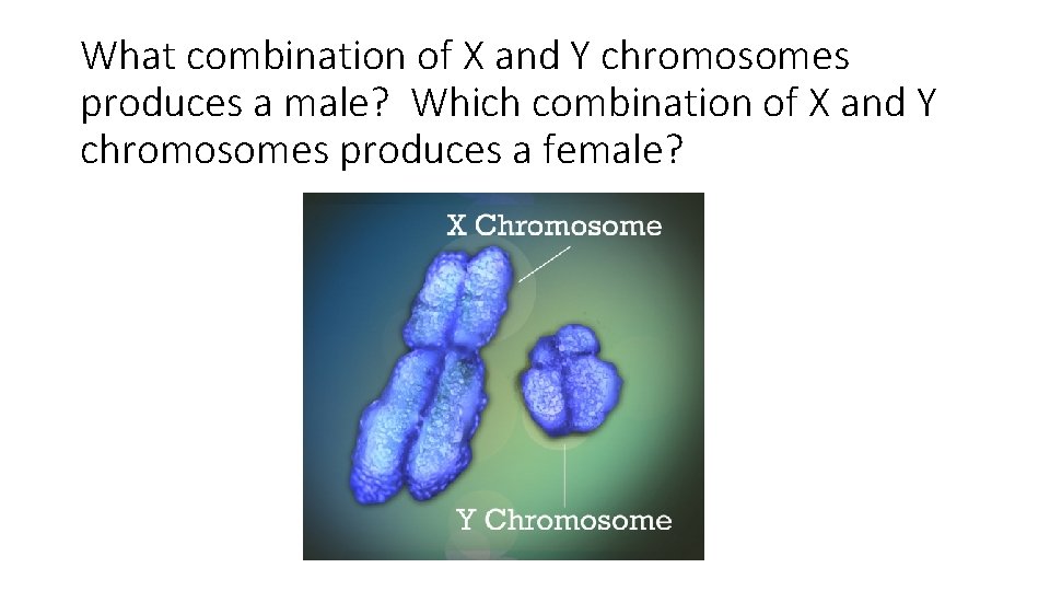 What combination of X and Y chromosomes produces a male? Which combination of X