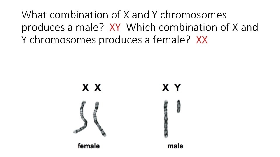 What combination of X and Y chromosomes produces a male? XY Which combination of