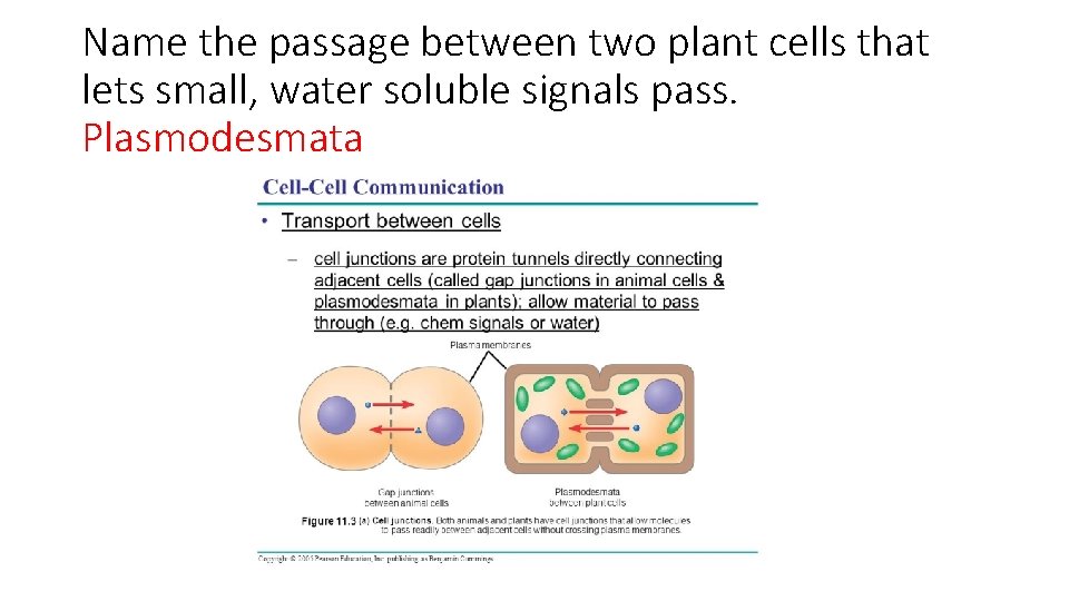 Name the passage between two plant cells that lets small, water soluble signals pass.
