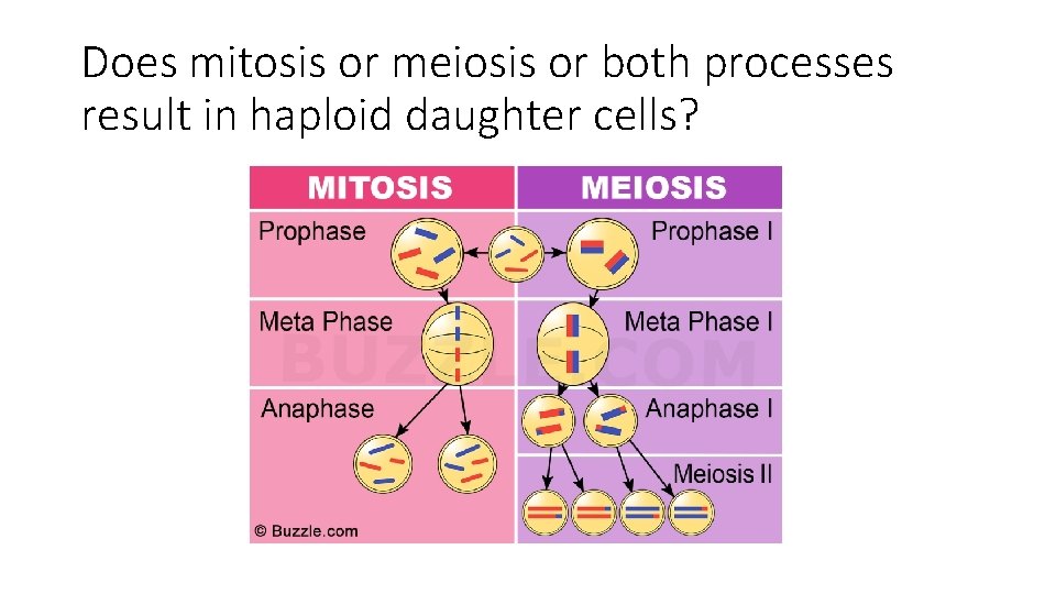 Does mitosis or meiosis or both processes result in haploid daughter cells? 