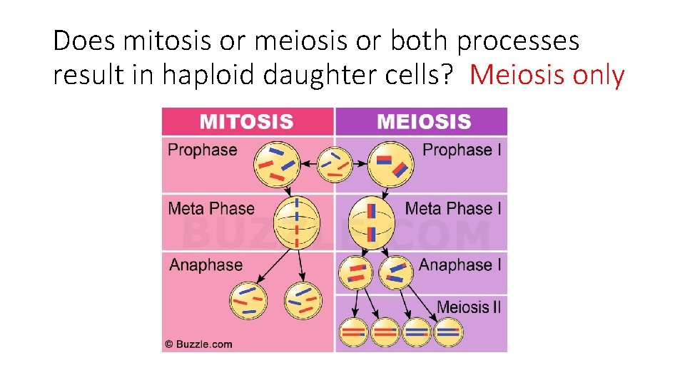 Does mitosis or meiosis or both processes result in haploid daughter cells? Meiosis only