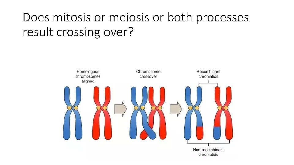 Does mitosis or meiosis or both processes result crossing over? 