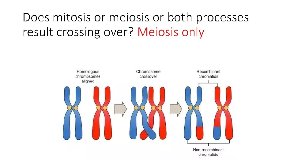Does mitosis or meiosis or both processes result crossing over? Meiosis only 