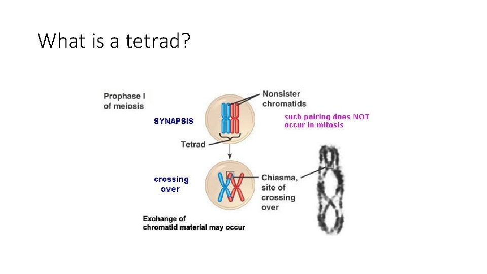 What is a tetrad? 