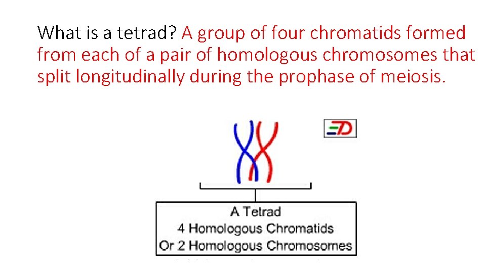 What is a tetrad? A group of four chromatids formed from each of a