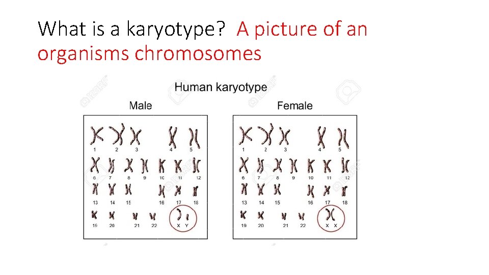 What is a karyotype? A picture of an organisms chromosomes 