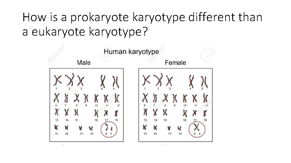 How is a prokaryote karyotype different than a eukaryote karyotype? 