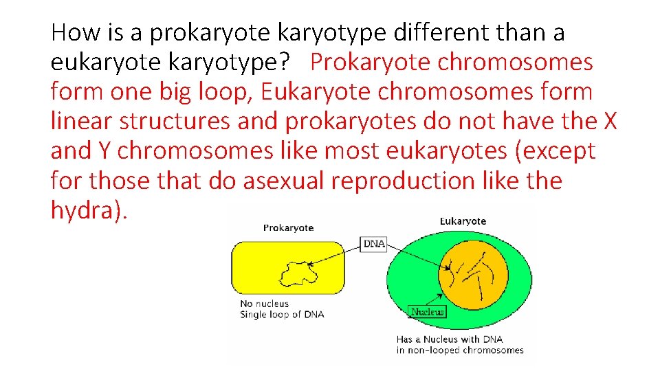 How is a prokaryote karyotype different than a eukaryote karyotype? Prokaryote chromosomes form one