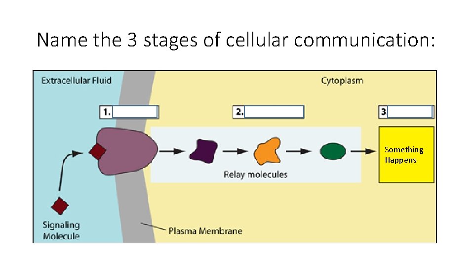 Name the 3 stages of cellular communication: Something Happens 