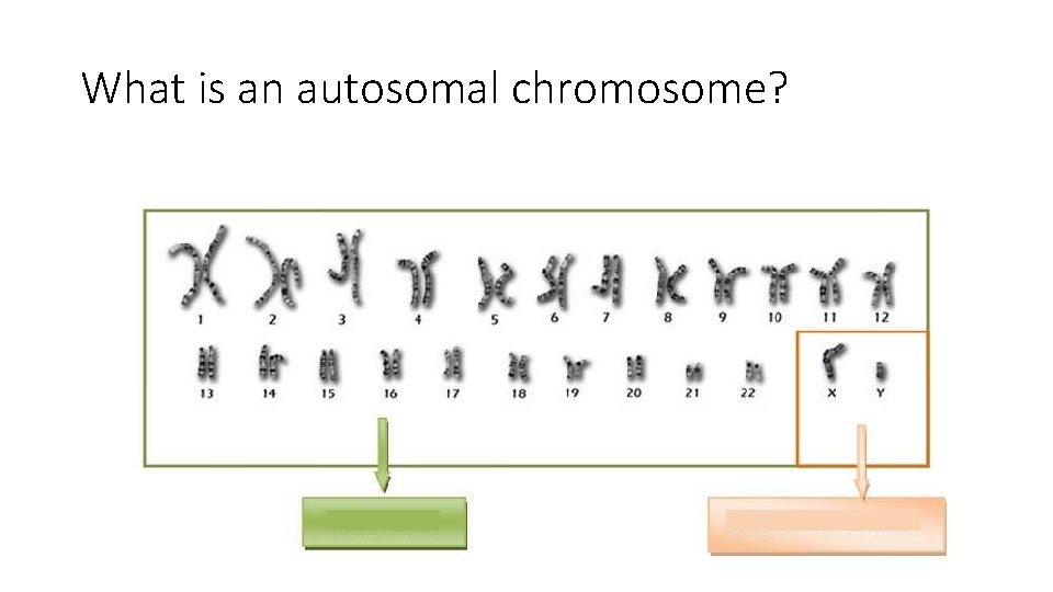 What is an autosomal chromosome? 