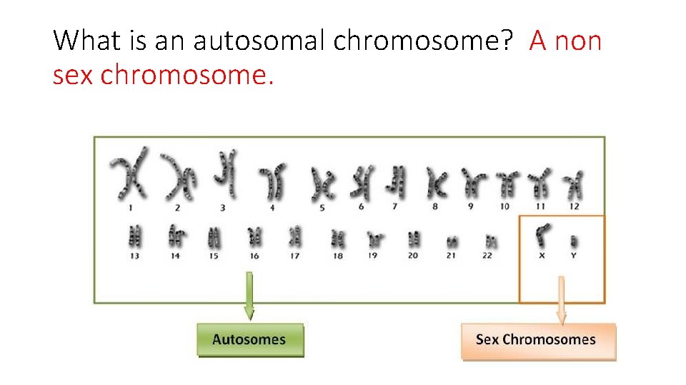 What is an autosomal chromosome? A non sex chromosome. 