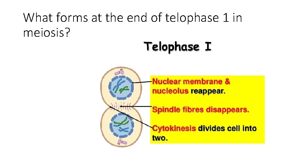 What forms at the end of telophase 1 in meiosis? 