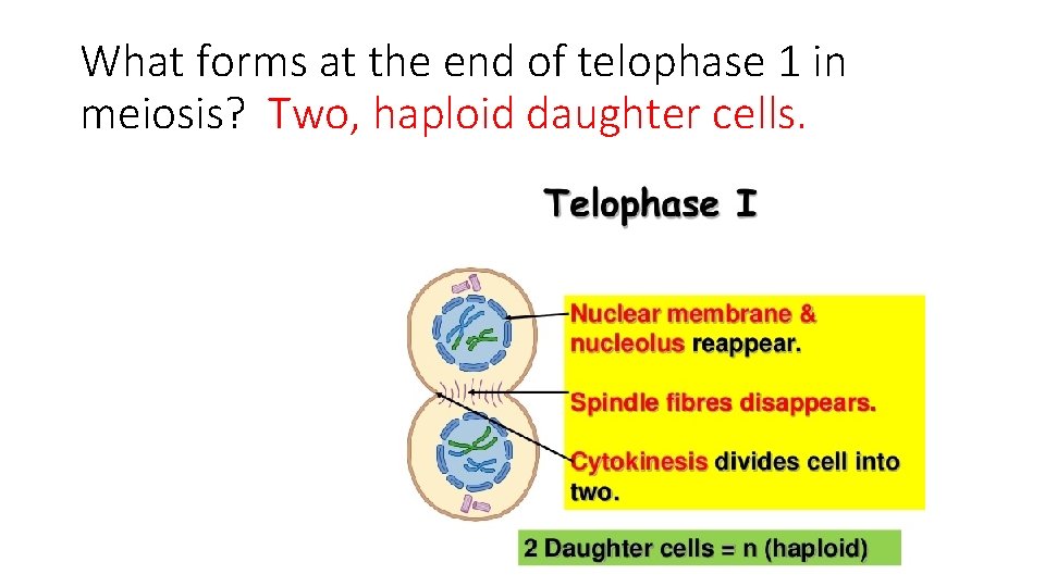 What forms at the end of telophase 1 in meiosis? Two, haploid daughter cells.