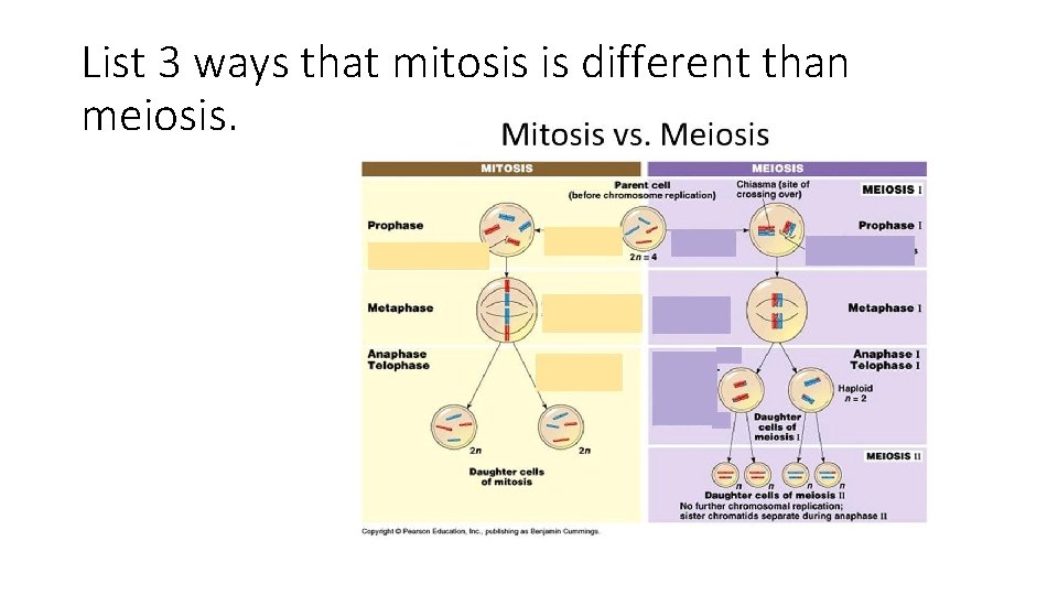 List 3 ways that mitosis is different than meiosis. 