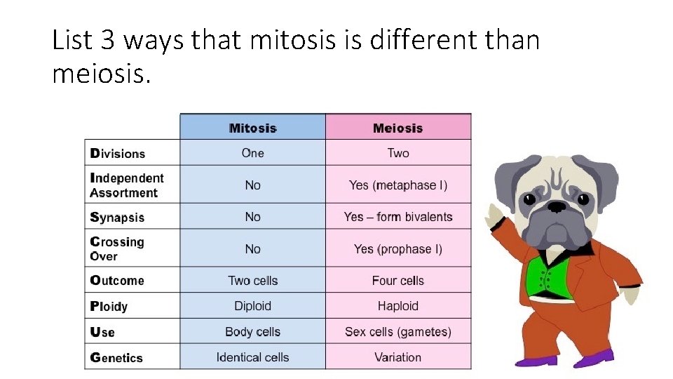 List 3 ways that mitosis is different than meiosis. 
