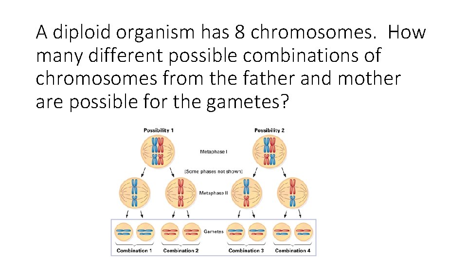 A diploid organism has 8 chromosomes. How many different possible combinations of chromosomes from