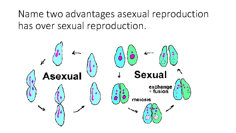 Name two advantages asexual reproduction has over sexual reproduction. 
