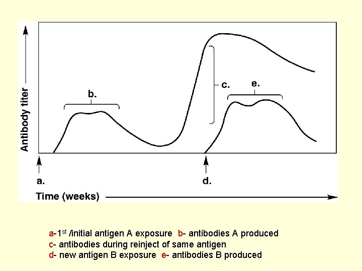 a-1 st /initial antigen A exposure b- antibodies A produced c- antibodies during reinject