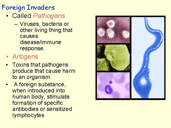 Foreign Invaders • Called Pathogens – Viruses, bacteria or other living that causes disease/immune
