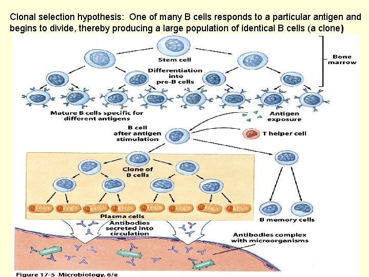 Clonal selection hypothesis: One of many B cells responds to a particular antigen and