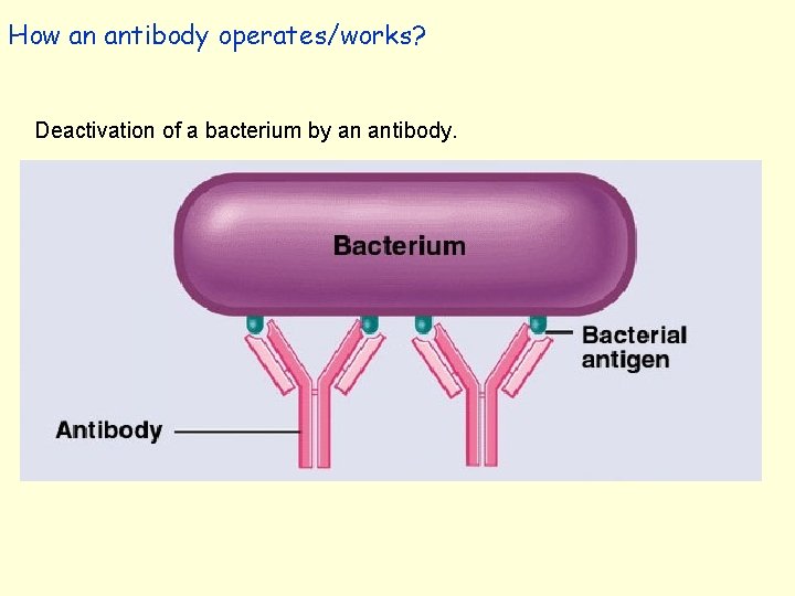 How an antibody operates/works? Deactivation of a bacterium by an antibody. 