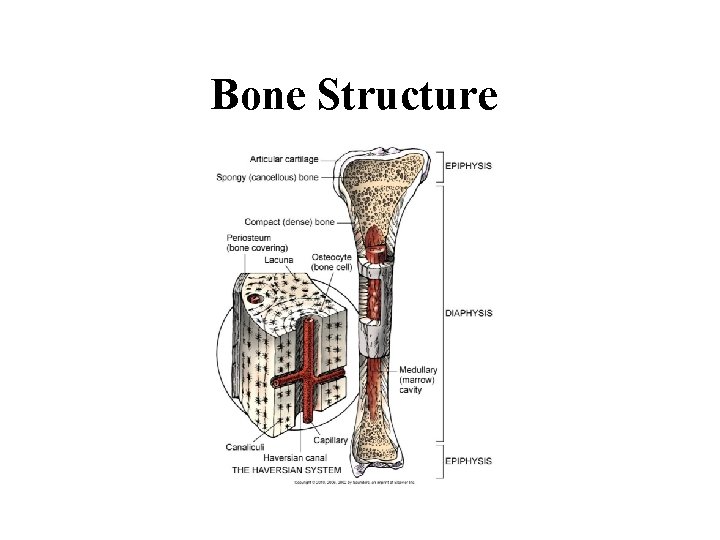 Bone Structure 