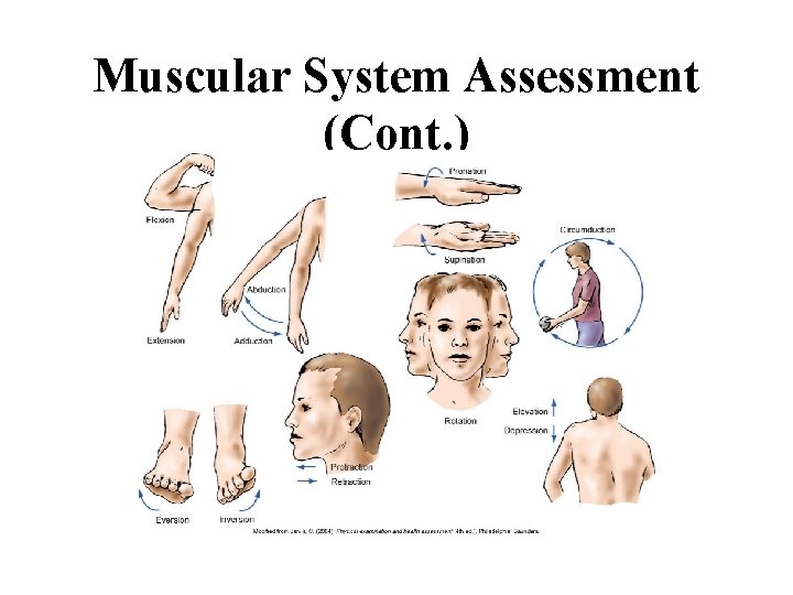 Muscular System Assessment (Cont. ) 