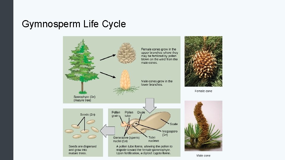 Gymnosperm Life Cycle 