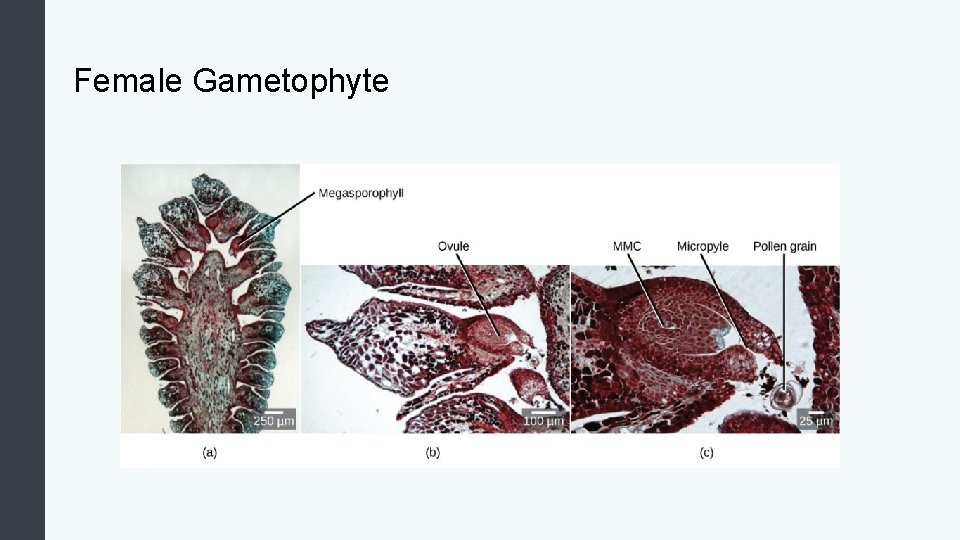 Female Gametophyte 