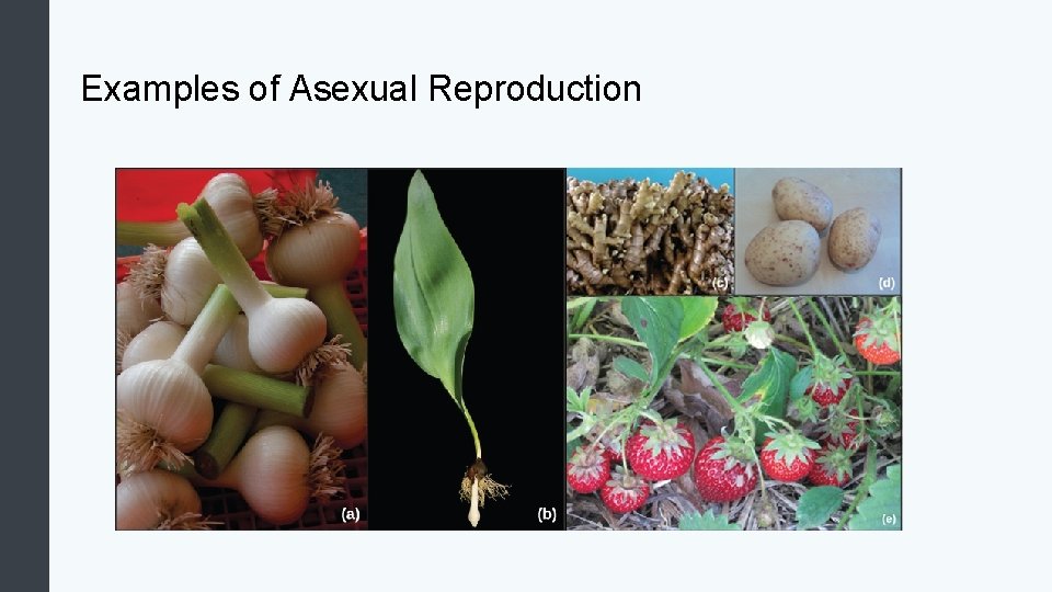 Examples of Asexual Reproduction 