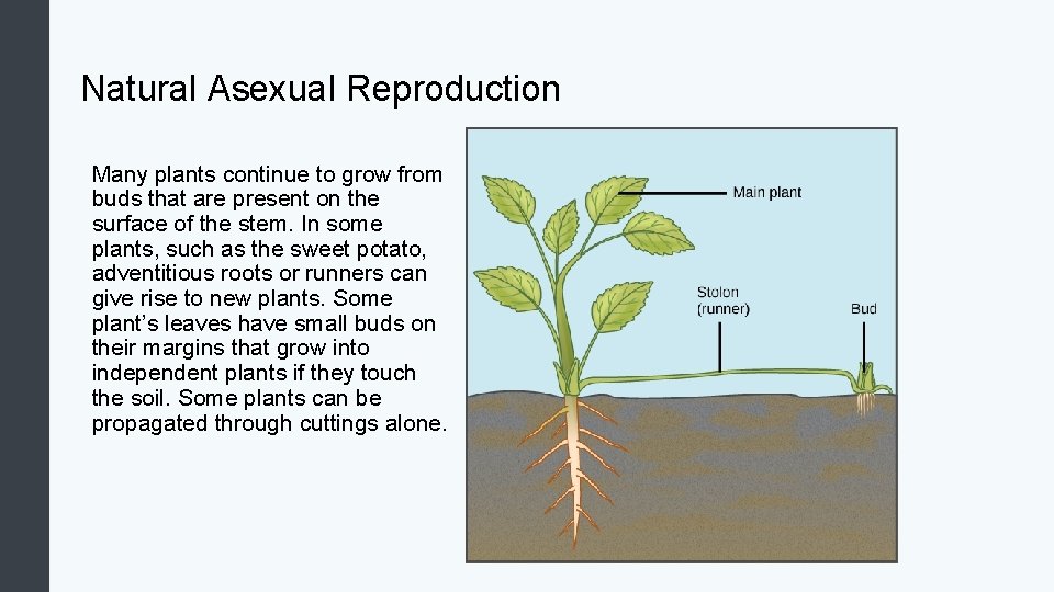 Natural Asexual Reproduction Many plants continue to grow from buds that are present on
