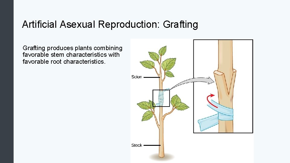 Artificial Asexual Reproduction: Grafting produces plants combining favorable stem characteristics with favorable root characteristics.