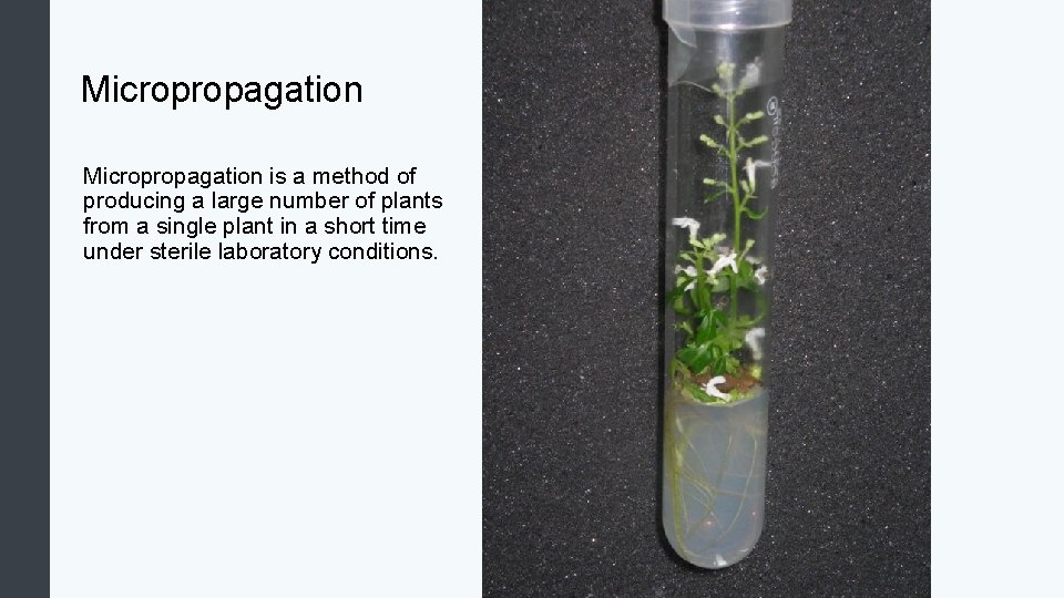 Micropropagation is a method of producing a large number of plants from a single