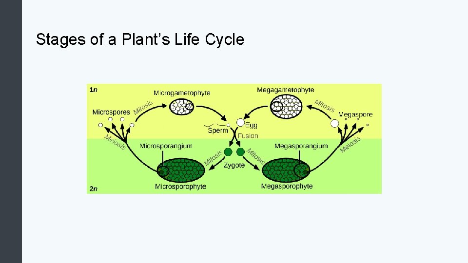 Stages of a Plant’s Life Cycle 