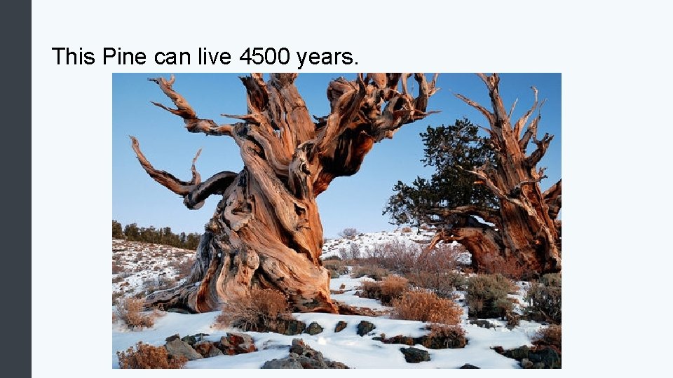 This Pine can live 4500 years. 