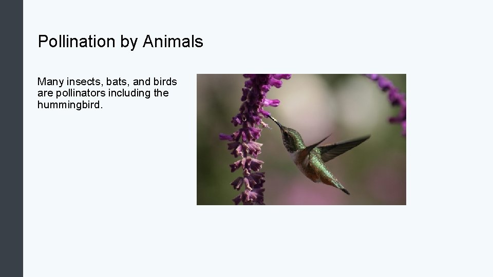 Pollination by Animals Many insects, bats, and birds are pollinators including the hummingbird. 