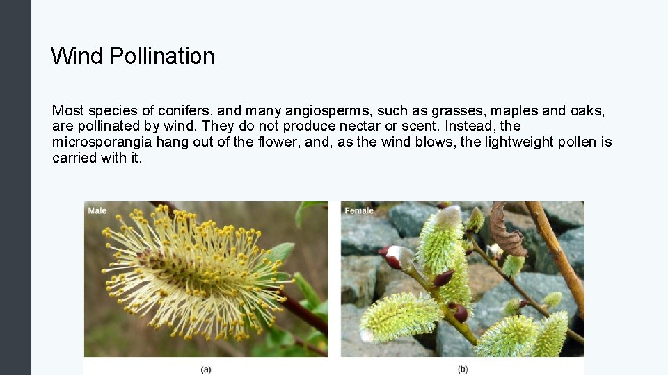 Wind Pollination Most species of conifers, and many angiosperms, such as grasses, maples and