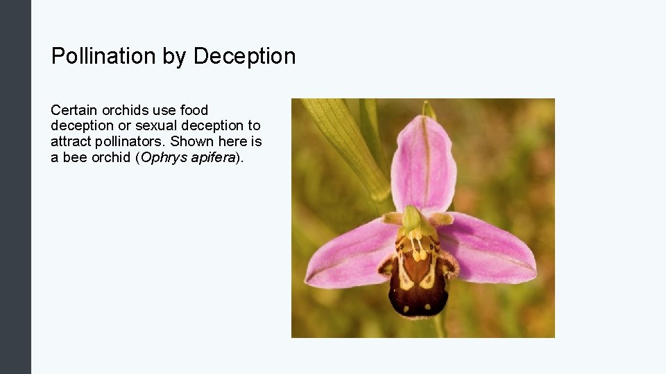 Pollination by Deception Certain orchids use food deception or sexual deception to attract pollinators.