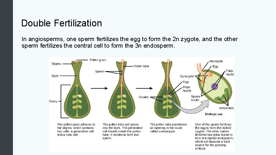 Double Fertilization In angiosperms, one sperm fertilizes the egg to form the 2 n