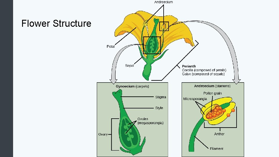 Flower Structure 