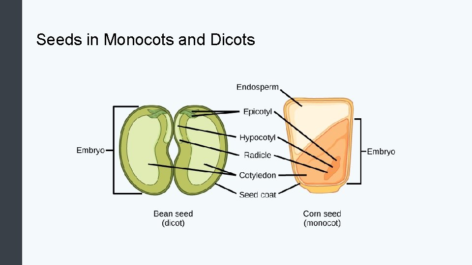 Seeds in Monocots and Dicots 