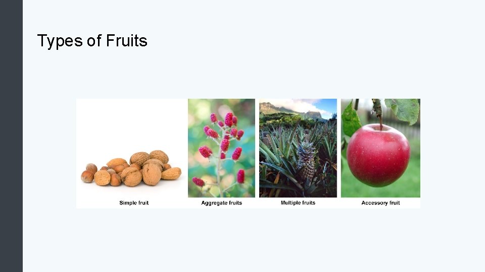 Types of Fruits 